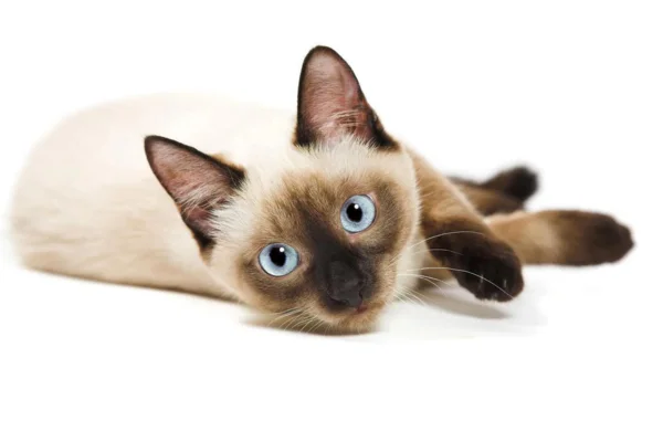 Siamês 2vettop% Gato siamês