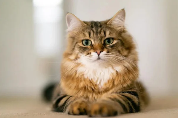 Gato Siberiano 2vettop% Gato Siberiano