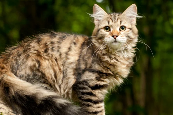 Gato Siberiano 1vettop% Gato Siberiano
