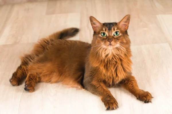 Gato Somali 1vettop% Gato Somali