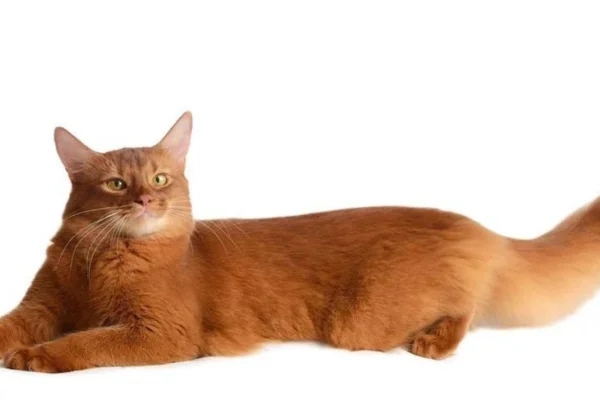 Gato Somali 2vettop% Gato Somali