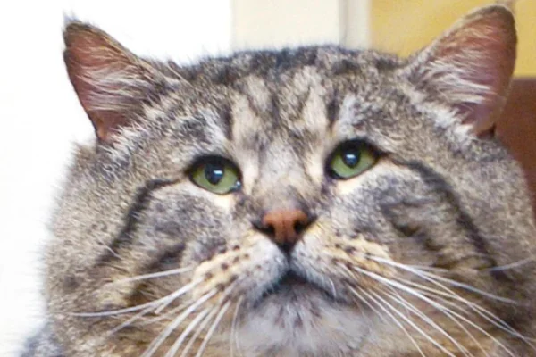 Gato obeso pode ter resistência à insulina? 2vettop% Gato obeso pode ter resistência à insulina?