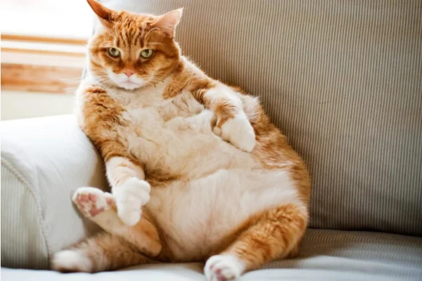 Gato obeso pode ter resistência à insulina? 1vettop% Gato obeso pode ter resistência à insulina?