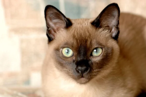 Gato tonquinês 1vettop% Gato tonquinês
