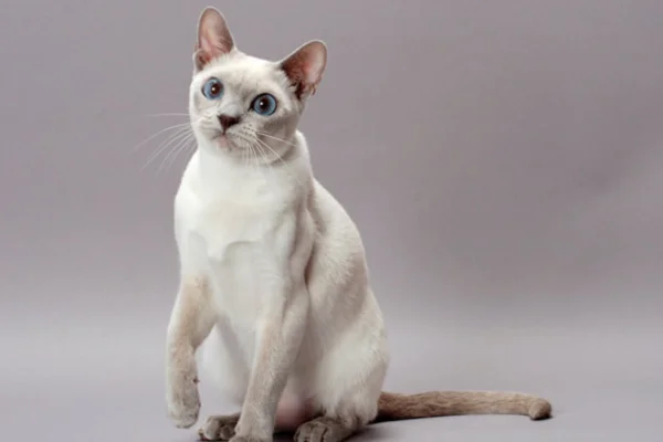 Gato tonquinês 2vettop% Gato tonquinês