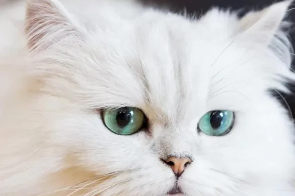 As Principais Doenças que Atingem os Gatos Persas 1vettop% Gatos Persas (2)