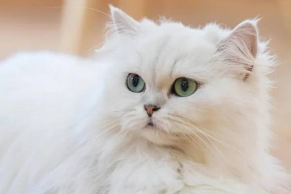 As Principais Doenças que Atingem os Gatos Persas 7vettop% Gatos Persas