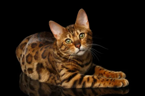 Gatos de Bengal 1vettop% Gatos de Bengal