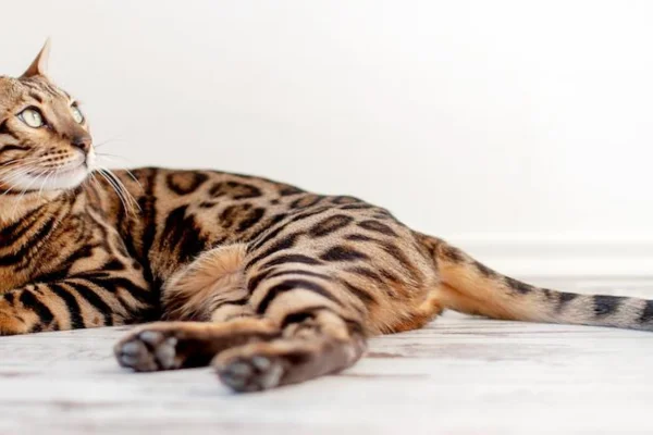 Gatos de Bengal 2vettop% Gatos de Bengal
