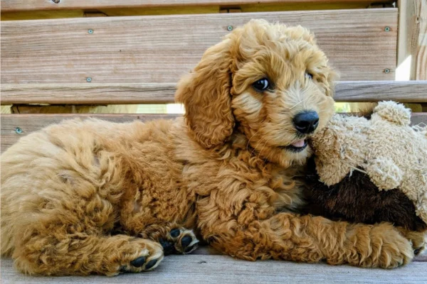 Goldendoodle 2vettop% Goldendoodle (2)