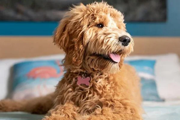Goldendoodle 1vettop% Goldendoodle (2)
