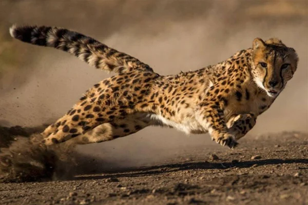 Os 10 animais mais rapidos do Mundo 1vettop% Guepardo