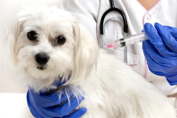 Hepatite Infecciosa Canina 1vettop% Hepatite Infecciosa Canina