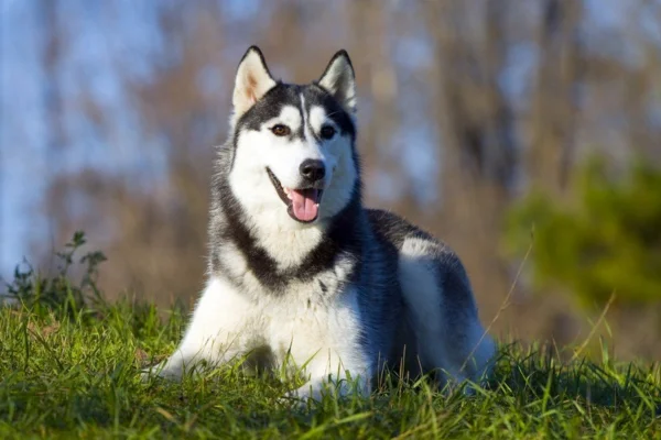 Husky Siberiano 2vettop% Husky Siberiano (2)