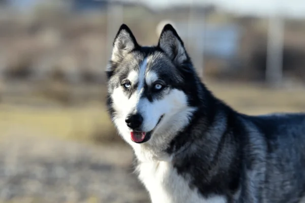 Husky Siberiano 1vettop% Siberiano (2)
