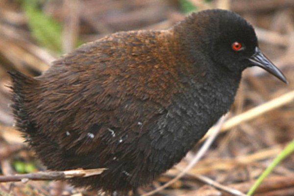 Aves que Não Voam: Características e Curiosidades 10vettop% Inaccessible Island Rail