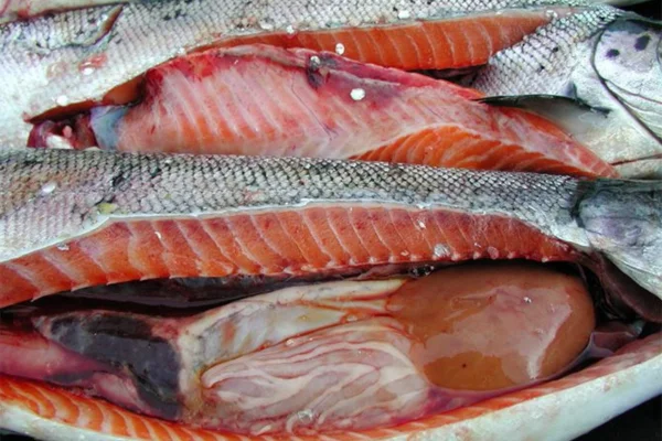 Necrose Pancreática Infecciosa no Salmão do Atlântico 2vettop% Necrose Pancreática Infecciosa no Salmão do Atlântico