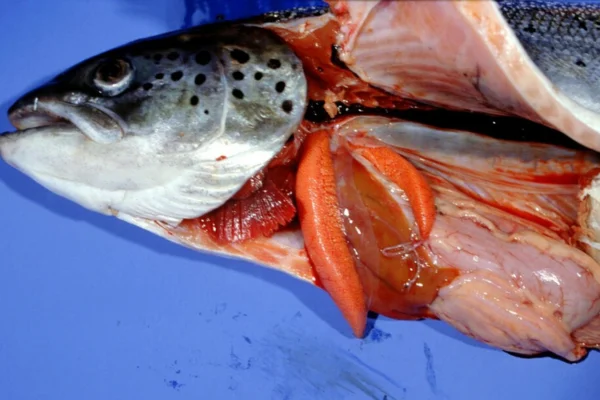 Necrose Pancreática Infecciosa no Salmão do Atlântico 1vettop% Necrose Pancreática Infecciosa no Salmão do Atlântico