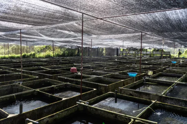 Iridovirose em Fazendas de Tilápia 2vettop% Iridovirose em Fazendas de Tilápia