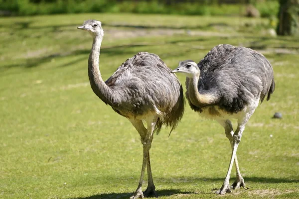 Aves que Não Voam: Características e Curiosidades 9vettop% Rhea