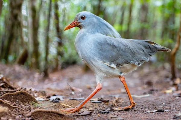 Aves que Não Voam: Características e Curiosidades 8vettop% Kagu