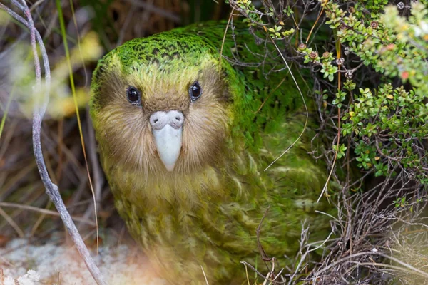 Aves que Não Voam: Características e Curiosidades 6vettop% Kakapo
