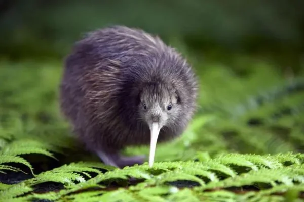 Kiwi: A Ave Símbolo da Nova Zelândia 1vettop% Kiwi: A Ave Símbolo Da Nova Zelândia