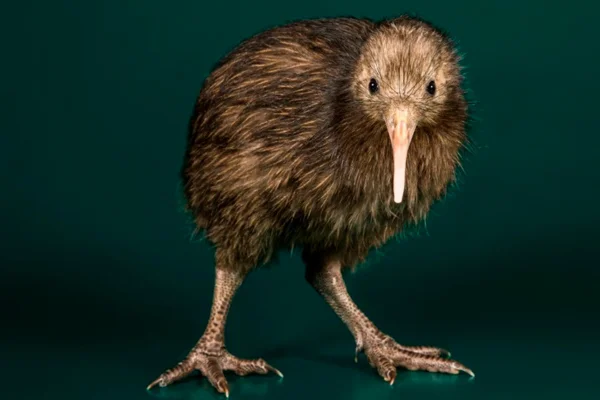 Kiwi: A Ave Símbolo da Nova Zelândia 2vettop% Kiwi: A Ave Símbolo Da Nova Zelândia