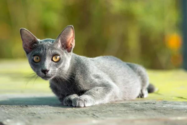 Korat 2vettop% Korat