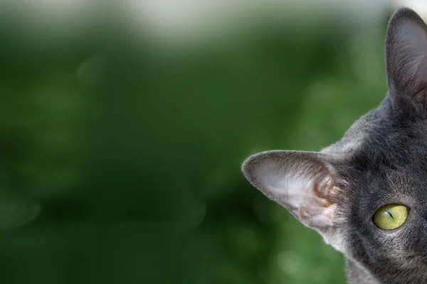 Korat 1vettop% Korat
