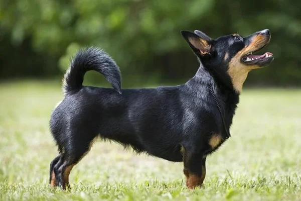 Lancashire heeler 2vettop% Lancashire heeler