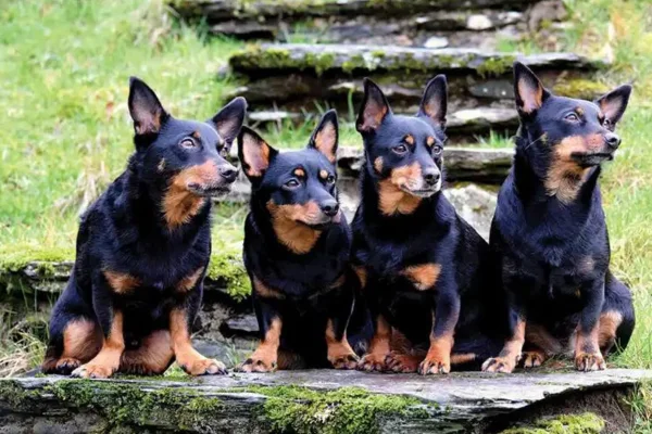 Lancashire heeler 1vettop% Lancashire heeler