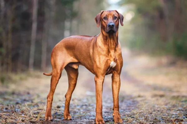 Leão da Rodésia 1vettop% Leão da Rodésia - raça de cachorro