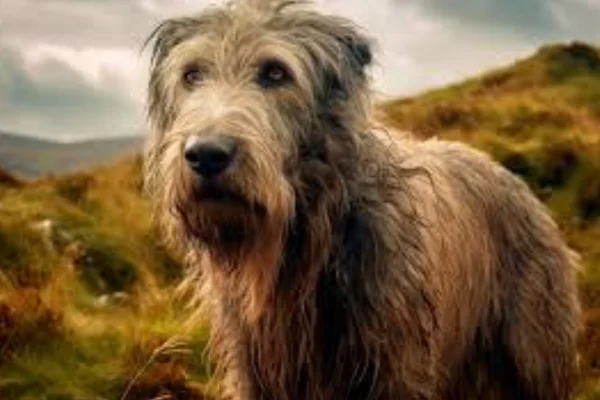 Lebrel Irlandês 11vettop% Lebrel Irlandês