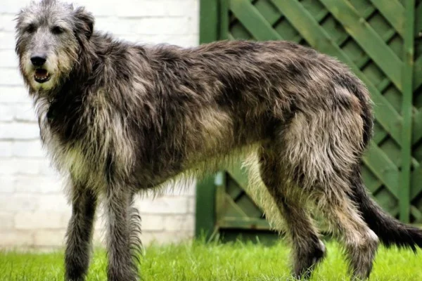 Lebrel Irlandês 1vettop% Lebrel Irlandês