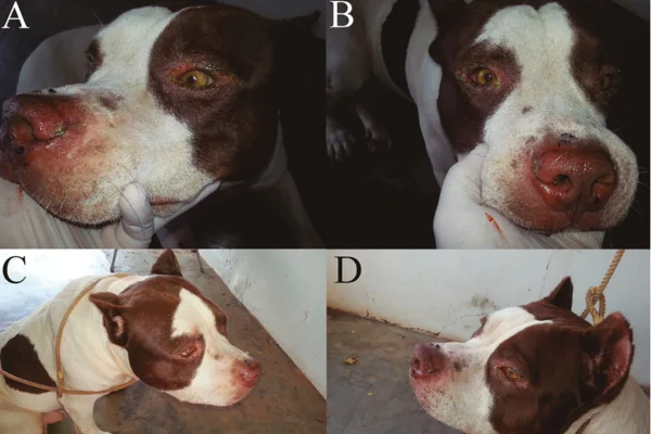 Leishmaniose Visceral Canina 1vettop% Leishmaniose Visceral Canina