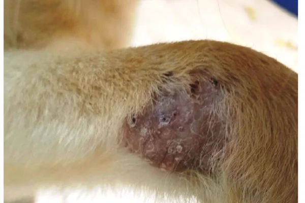 Leishmaniose canina 1vettop% Leishmaniose canina