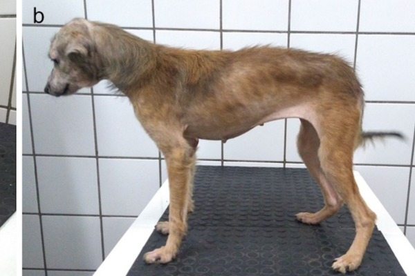 Leishmaniose: A Doença e Seus Impactos nos Animais 1vettop% Leishmaniose: