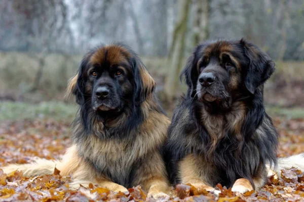 Leonberger 2vettop% Leonberger