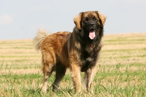 Leonberger 1vettop% Leonberger