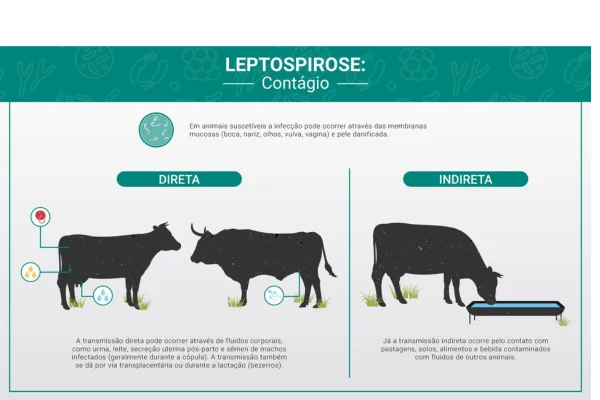 Entendendo a Leptospirose em Bovinos 1vettop% Leptospirose em Bovinos