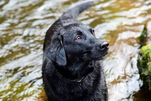 Leptospirose em Cães: Sintomas, Diagnóstico, Tratamento e Prevenção 1vettop% Leptospirose em Cães