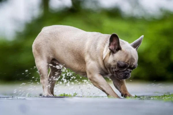 Leptospirose em Cães: Sintomas, Diagnóstico, Tratamento e Prevenção 2vettop% Leptospirose em Cães