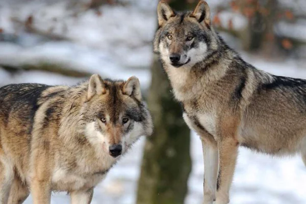 Lobo Europeu 2vettop% Lobo Europeu