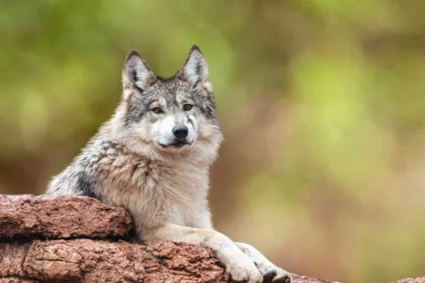 Lobo Mexicano 2vettop% Lobo Mexicano