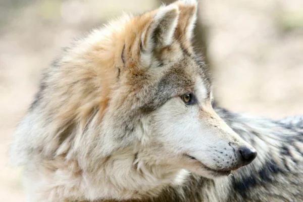Lobo Mexicano 1vettop% Lobo Mexicano