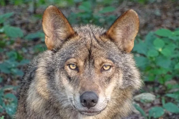 Lobo Ibérico 1vettop% Lobo ibérico (2)