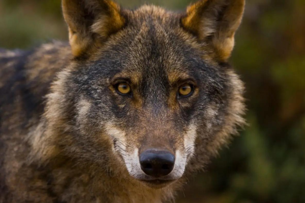 Lobo Ibérico 9vettop% Lobo ibérico (2)