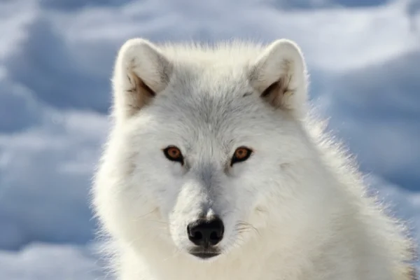 Lobo do ártico 5vettop% Lobo do ártico