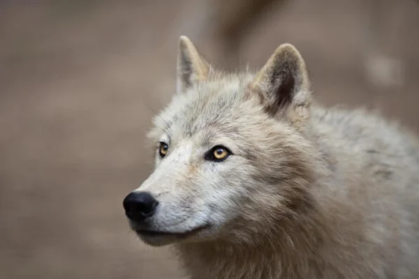 Lobo do ártico 2vettop% Lobo do ártico